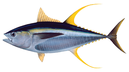 https://tonnino.com/app/uploads/2024/01/Fish-yellowfin-1.png